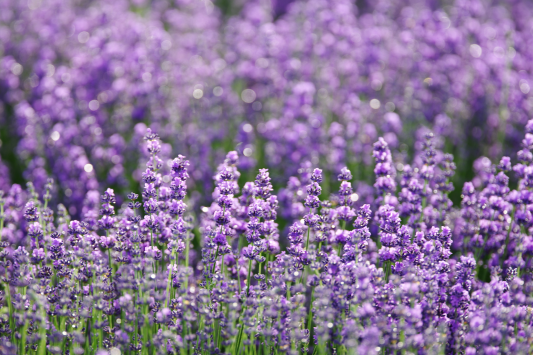 Lavender care guide